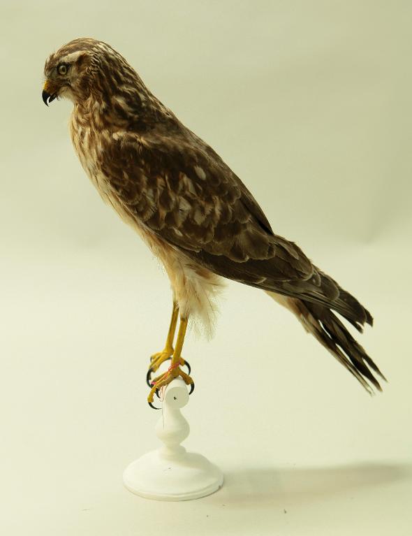 animal naturalisé : oiseau : Busard St Martin