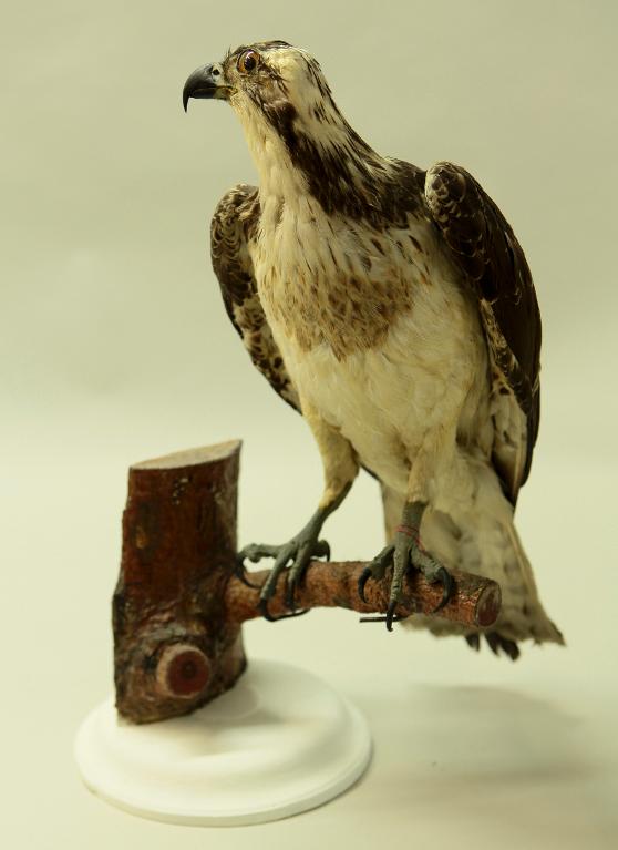 animal naturalisé : oiseau : Balbuzard pêcheur