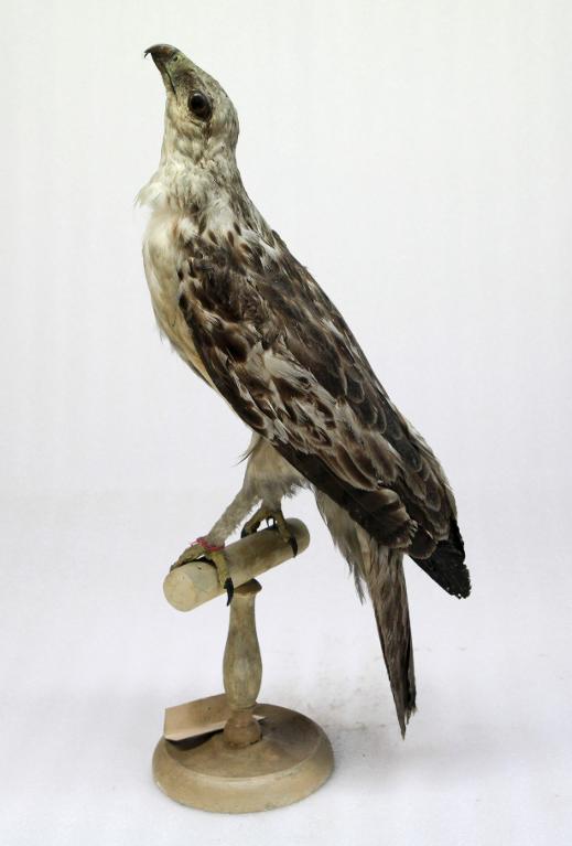 animal naturalisé : oiseau : Indéterminé