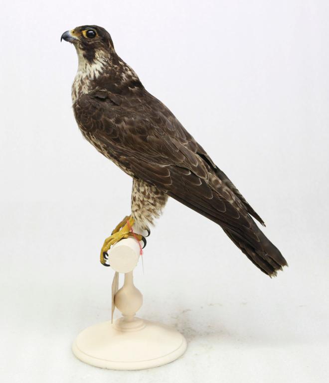 animal naturalisé : oiseau : Faucon pèlerin