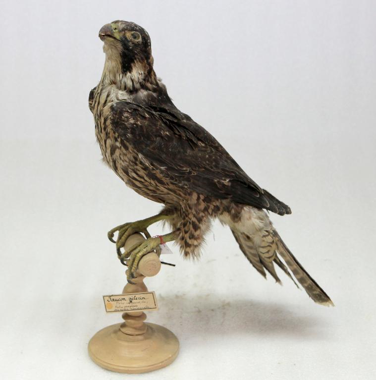 animal naturalisé : oiseau : Faucon pèlerin