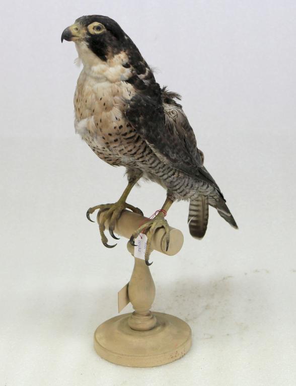 animal naturalisé : oiseau : Faucon pèlerin