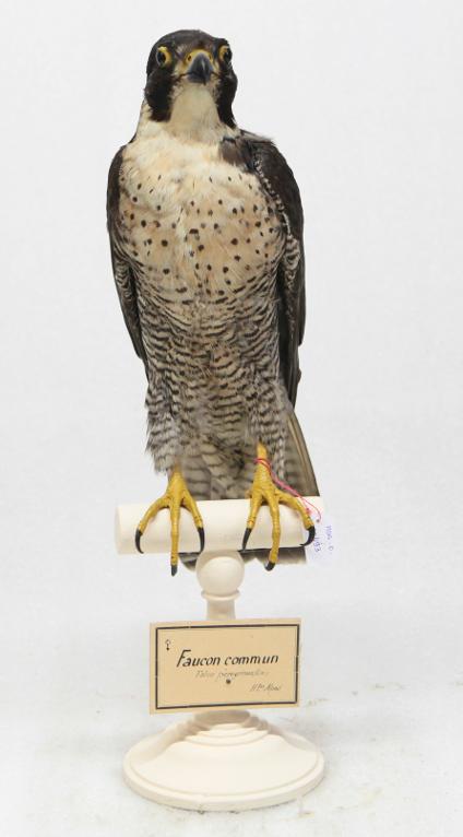 animal naturalisé : oiseau : Faucon pèlerin