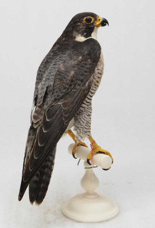animal naturalisé : oiseau : Faucon pèlerin