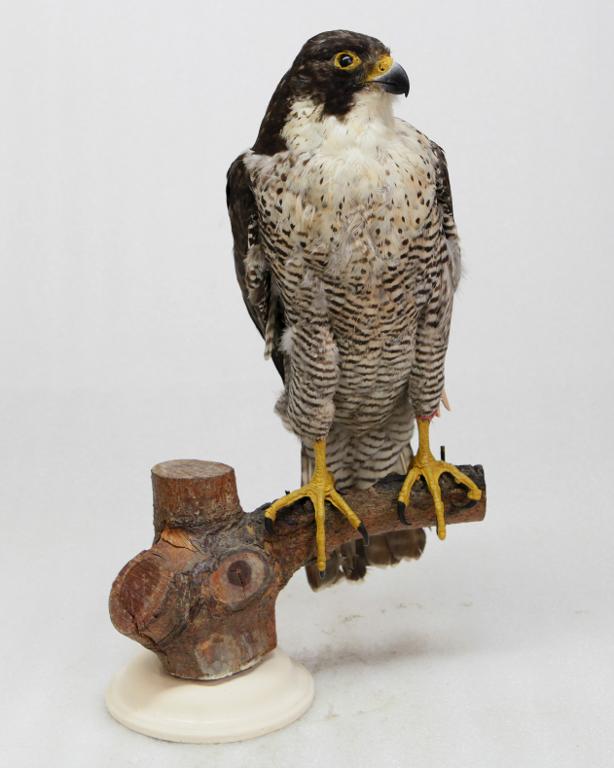 animal naturalisé : oiseau : Faucon pèlerin
