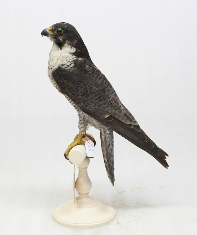 animal naturalisé : oiseau : Faucon pèlerin