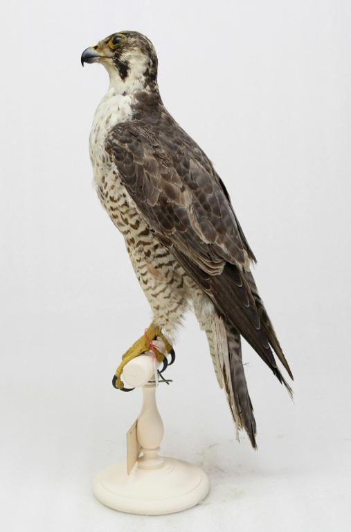 animal naturalisé : oiseau : Faucon lanier