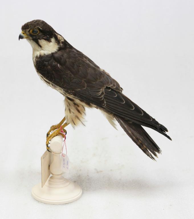 animal naturalisé : oiseau : Faucon hobereau