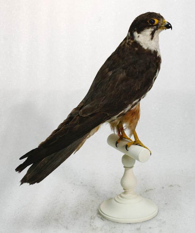 animal naturalisé : oiseau : Faucon hobereau