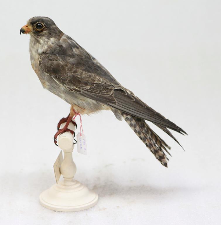 animal naturalisé : oiseau : Faucon kobez