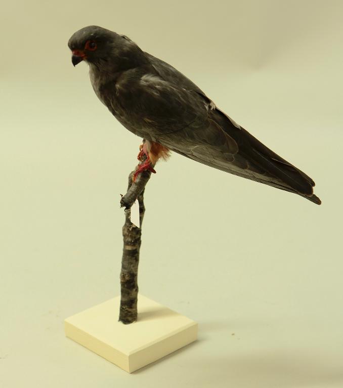 animal naturalisé : oiseau : Faucon kobez