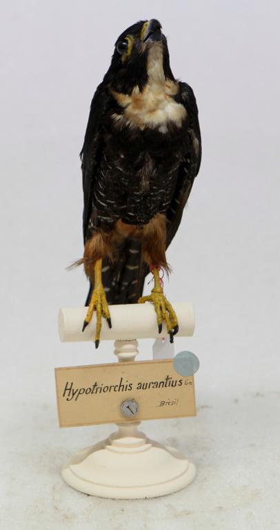 animal naturalisé : oiseau : Faucon des chauve-souris