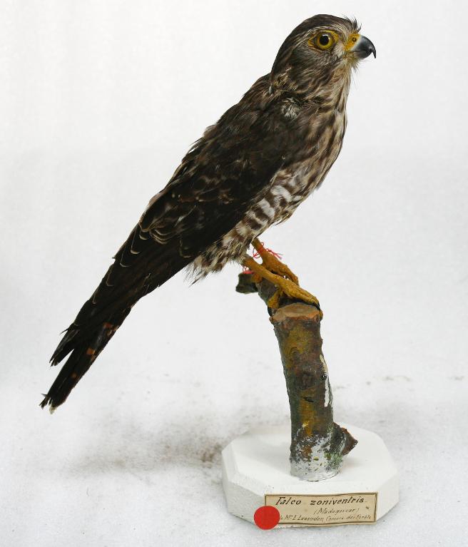 animal naturalisé : oiseau : Faucon à ventre rayé