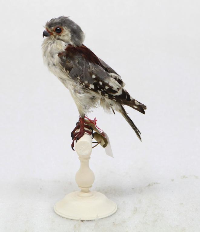 animal naturalisé : oiseau : Fauconnet d'Afrique