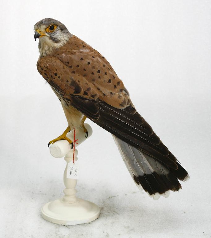 animal naturalisé : oiseau : Faucon crécerelle