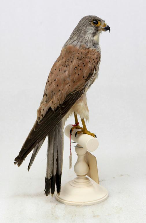 animal naturalisé : oiseau : Faucon crécerelle