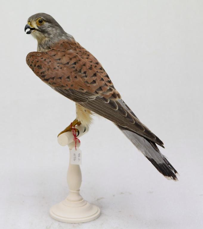 animal naturalisé : oiseau : Faucon crécerelle