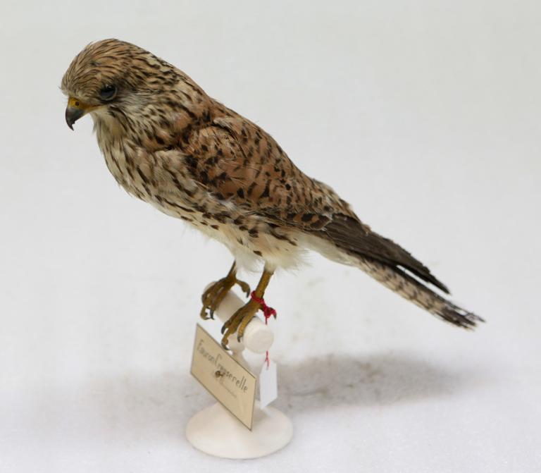animal naturalisé : oiseau : Faucon crécerelle