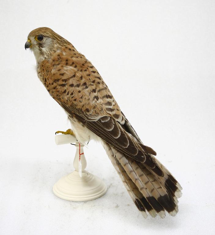 : oiseau : Faucon crécerelle