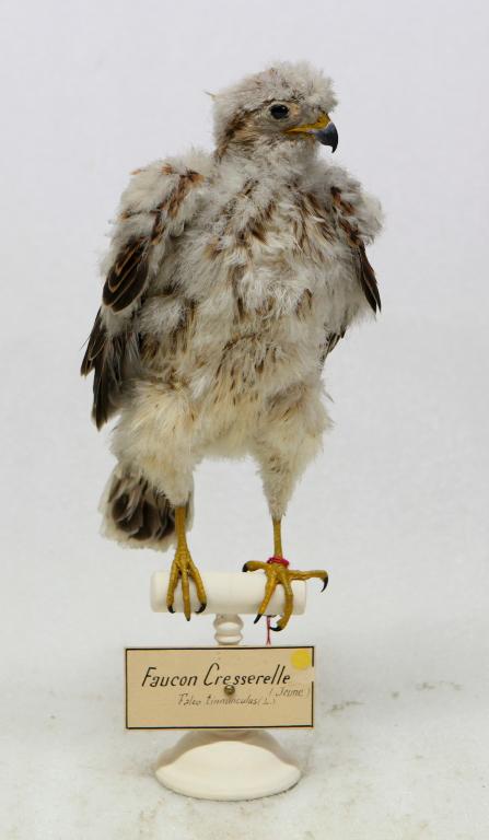 animal naturalisé : oiseau : Faucon crécerelle
