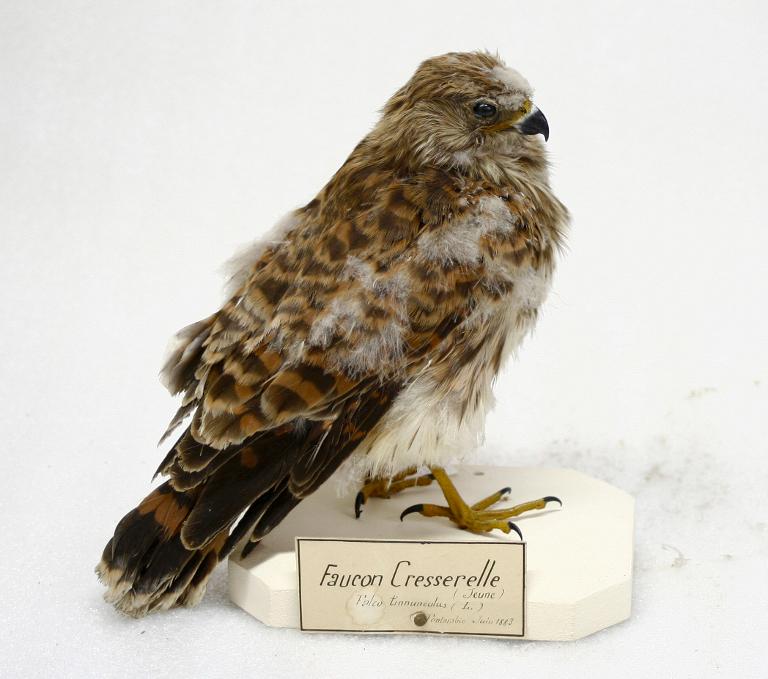 animal naturalisé : oiseau : Faucon crécerelle