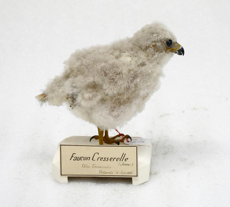 animal naturalisé : oiseau : Faucon crécerelle
