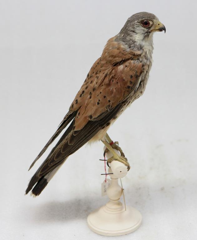 animal naturalisé : oiseau : Faucon crécerelle