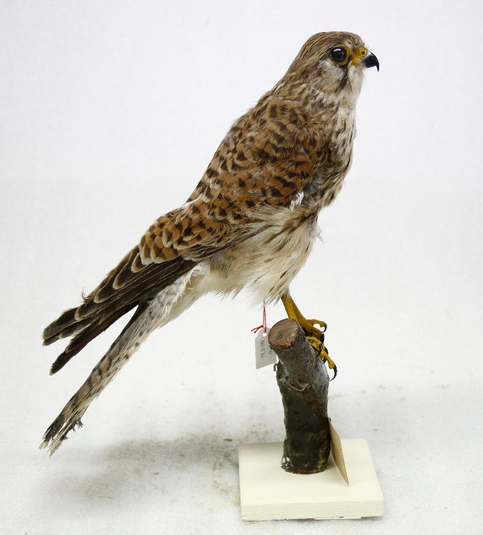 animal naturalisé : oiseau : Faucon crécerelle