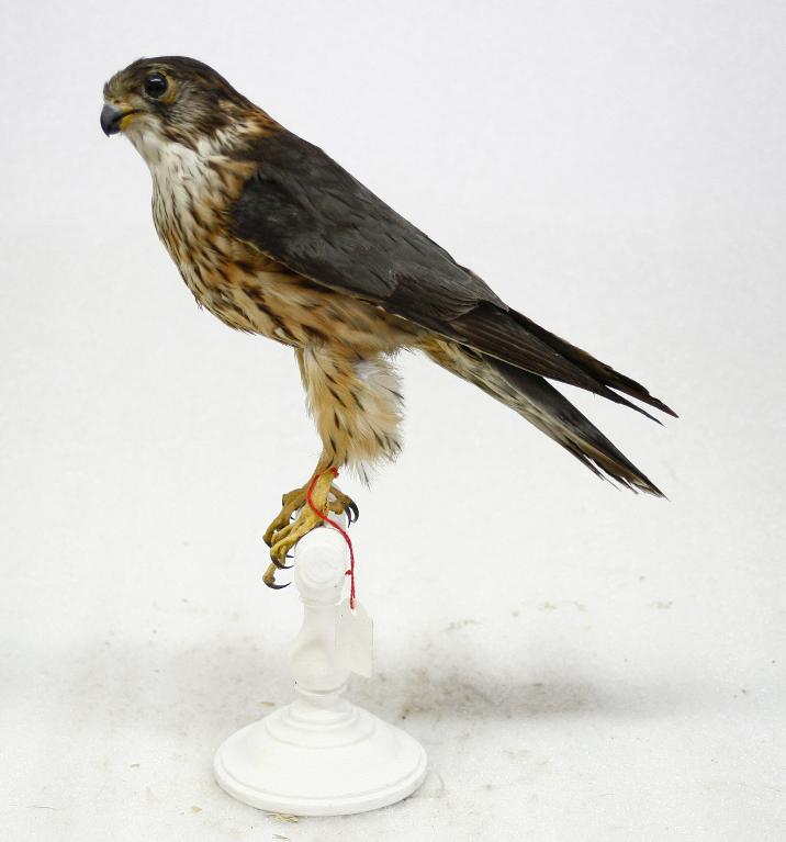 animal naturalisé : oiseau : Faucon émerillon