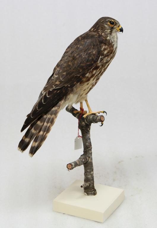 animal naturalisé : oiseau : Faucon émerillon