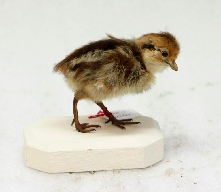 animal naturalisé : oiseau : Faisan vénéré