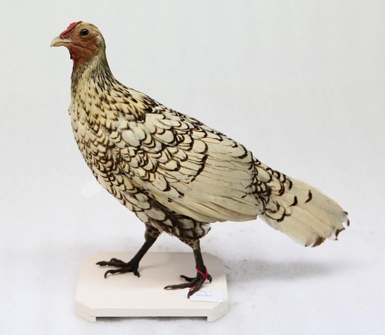 animal naturalisé : oiseau : Poule domestique