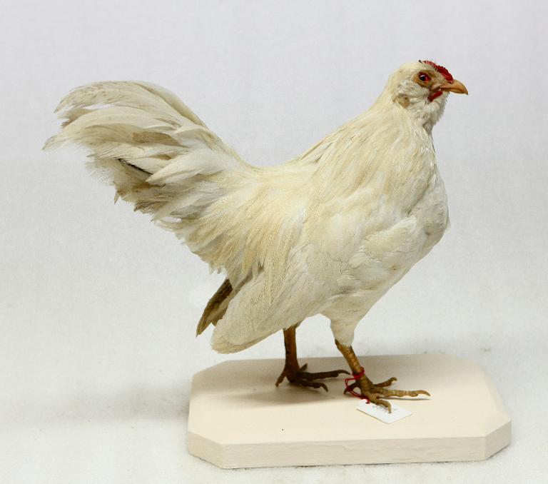 animal naturalisé : oiseau : poule naine