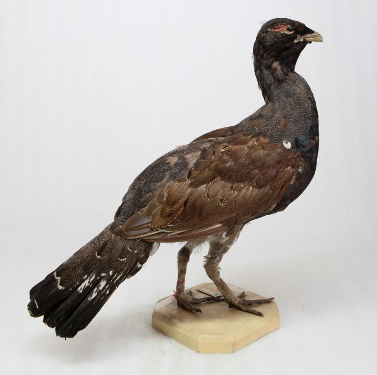 animal naturalisé : oiseau : Grand tétras