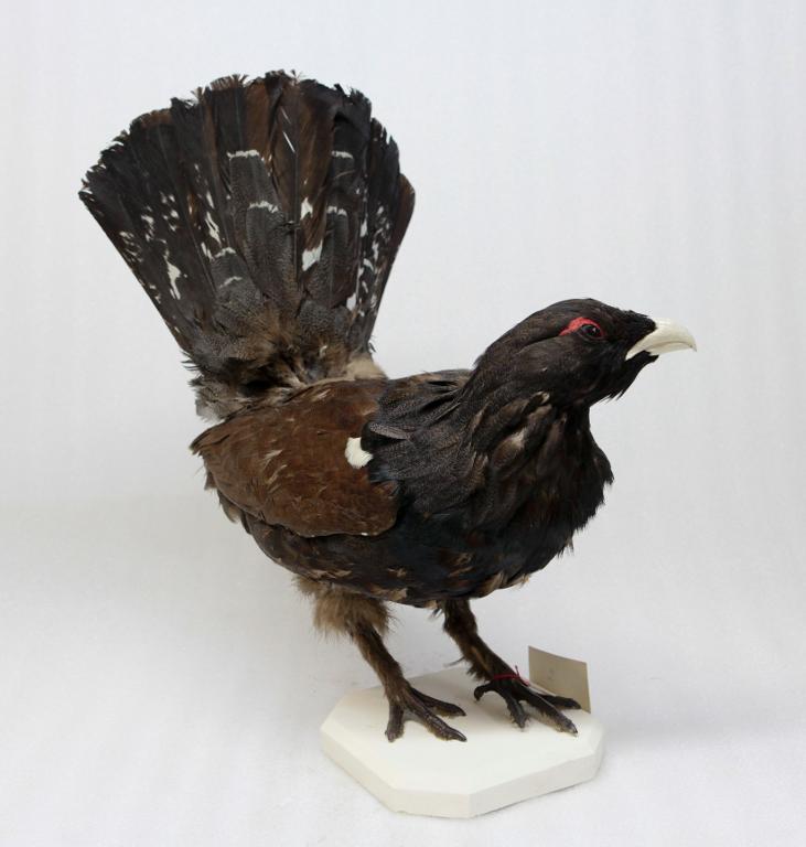 animal naturalisé : oiseau : Grand tétras