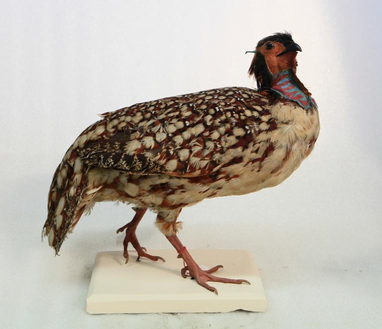 animal naturalisé : oiseau : Tragopan de Cabot