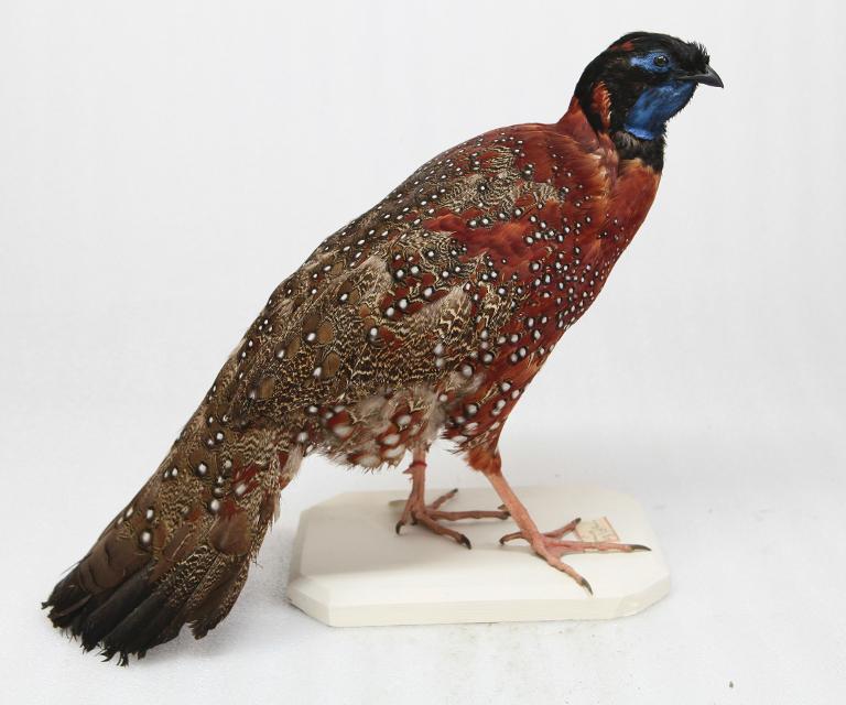 animal naturalisé : oiseau : Tragopan satyre