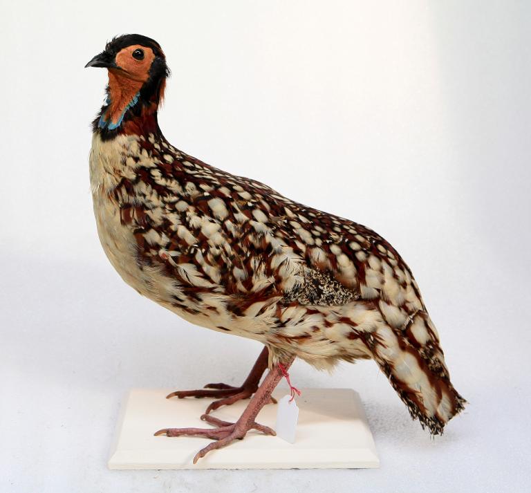 animal naturalisé : oiseau : Tragopan de Cabot