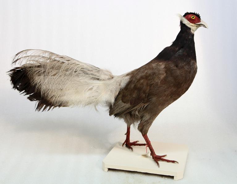 animal naturalisé : oiseau : Hokki brun