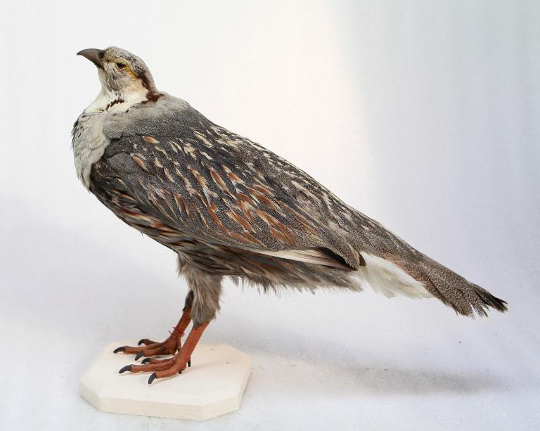 animal naturalisé : oiseau : Tétraogalle de l'Himalaya