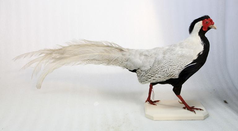 animal naturalisé : oiseau : Faisan argenté