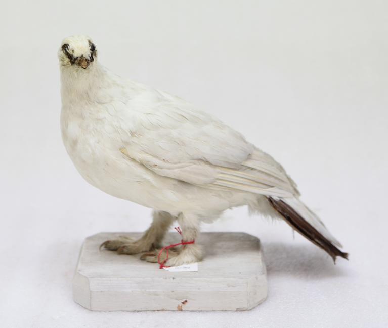 animal naturalisé : oiseau : Lagopède alpin