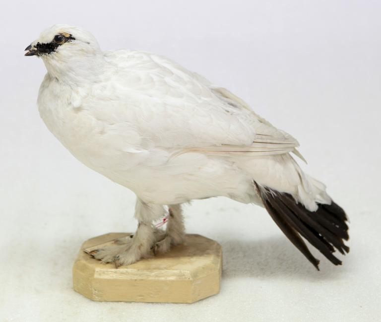 animal naturalisé : oiseau : Lagopède alpin