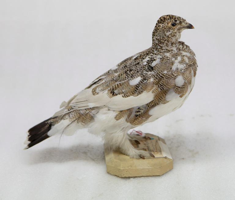 animal naturalisé : oiseau : Lagopède alpin