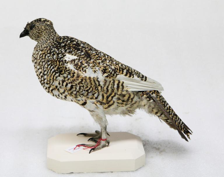 animal naturalisé : oiseau : Lagopède alpin