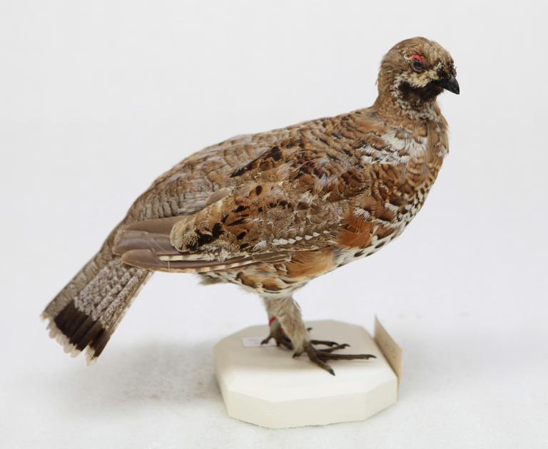 animal naturalisé : oiseau : Gelinotte des bois