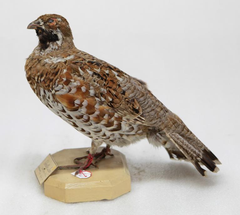 animal naturalisé : oiseau : Gelinotte des bois