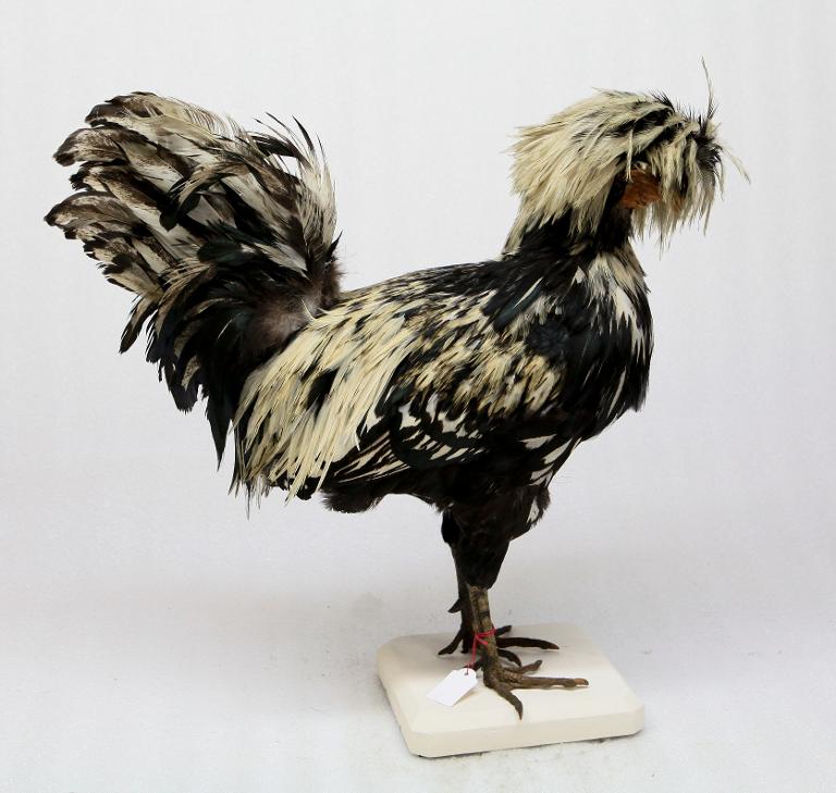 animal naturalisé : oiseau : race de Houdan ? Padoue