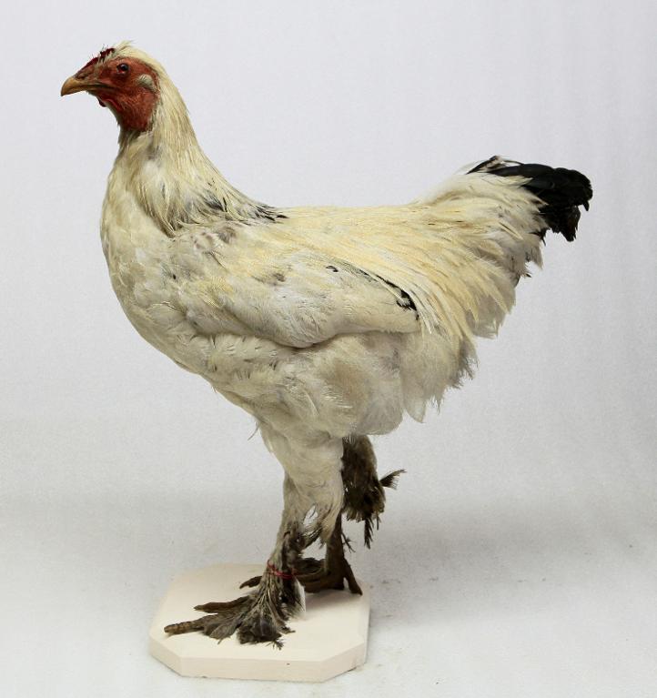 animal naturalisé : oiseau : race Brahma Pootra