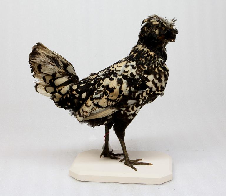 animal naturalisé : oiseau : race de Padoue